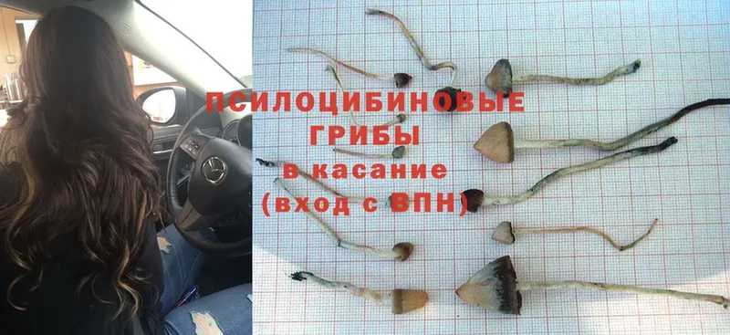 omg ONION  где купить наркотик  Ак-Довурак  Галлюциногенные грибы Psilocybe 